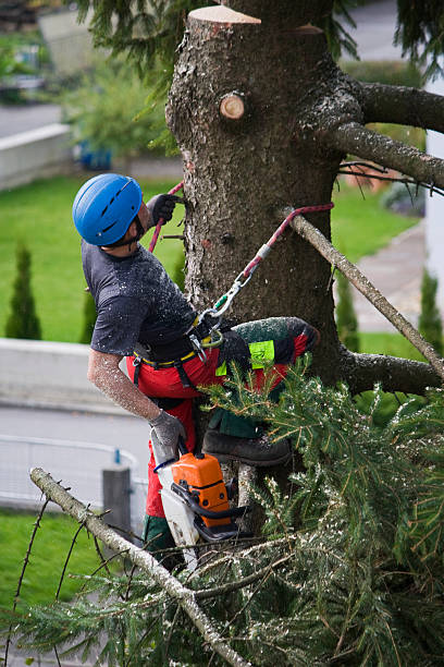 Why Choose Our Tree Removal Services in Santa Clara, NM?